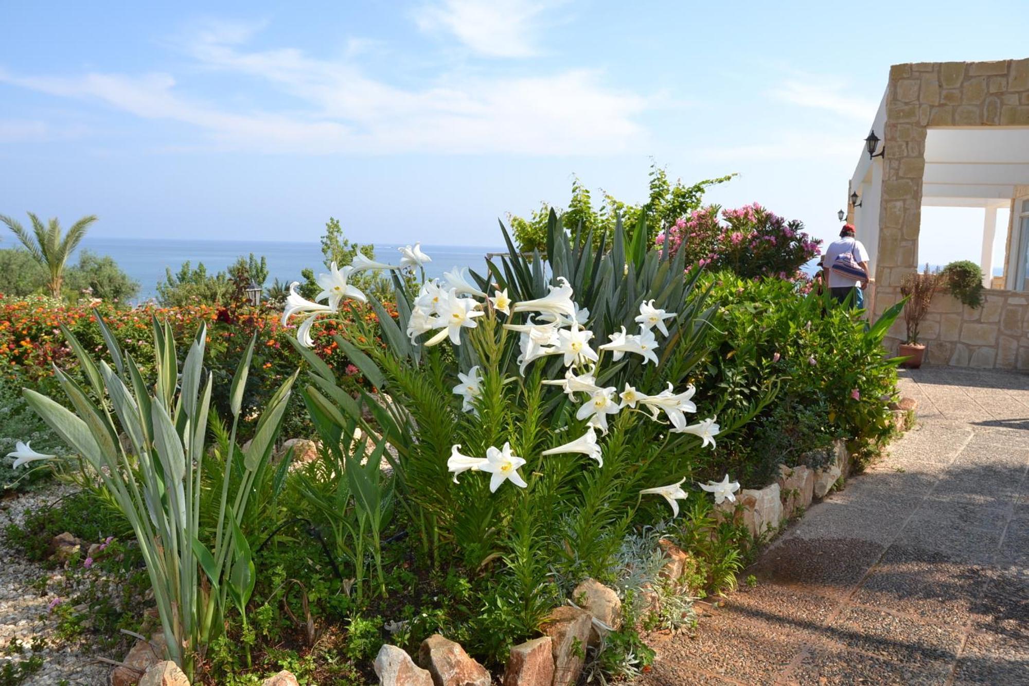 Aphrodite Beach Hotel Polis エクステリア 写真